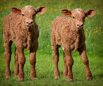 Free image/jpeg Resolution: 2000×1217, File size: 973Kb, Two twin calves in a green meadow